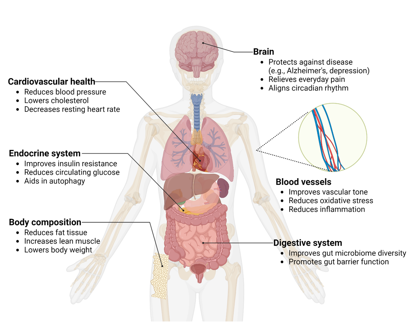 Fasting Effects on Body