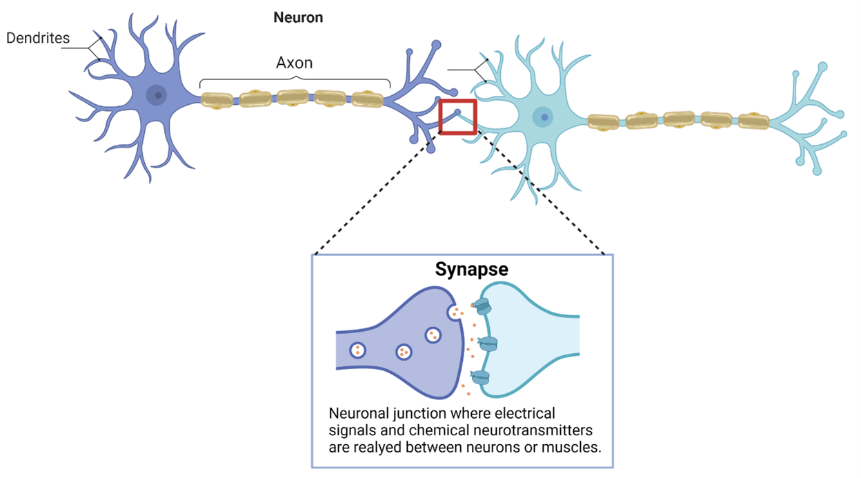 Structure of neuron and synapses.